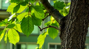 Die besten 8 Tipps bei Baumpflege