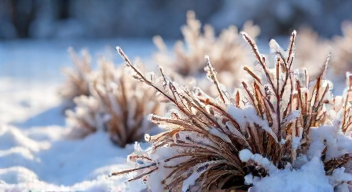 Meine Erfahrungen mit Wintertrockenheit und Pflanzenschutz (1/10)