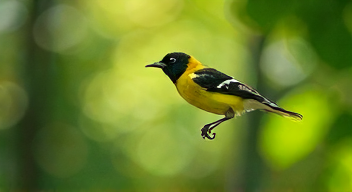 Perspektiven zu Vögeln und Naturschutz